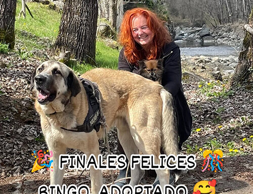 RINGO, Adoptado.