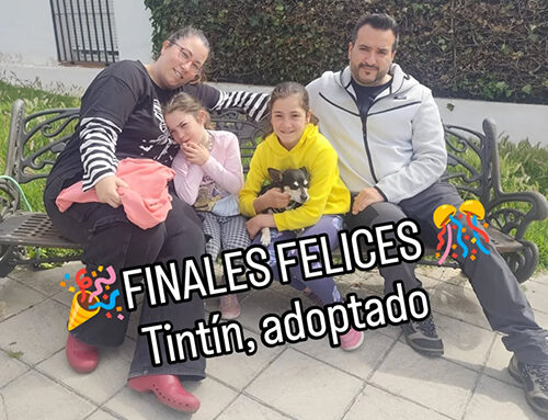 TINTIN,felizmente adoptado